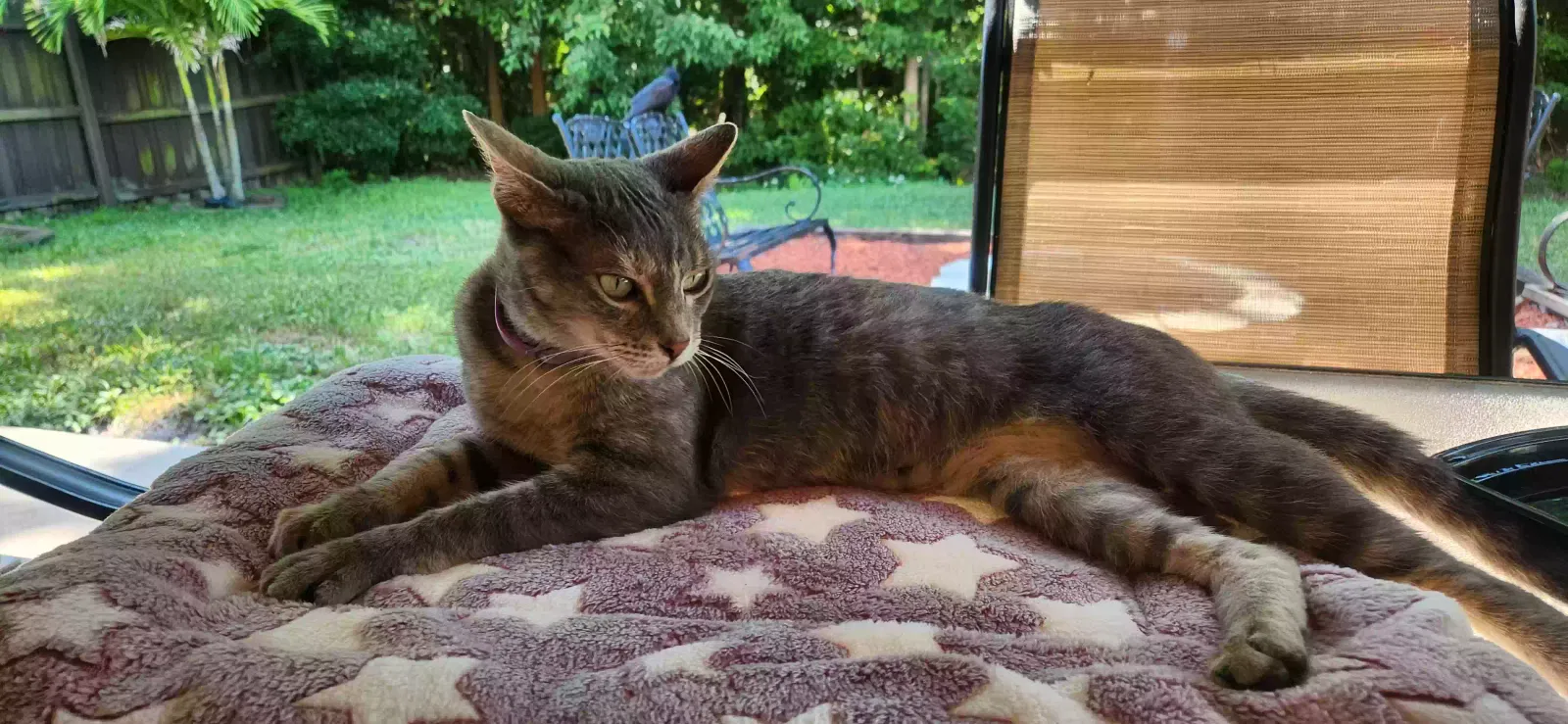 Lost cat in New Port Richey, FL, 34653