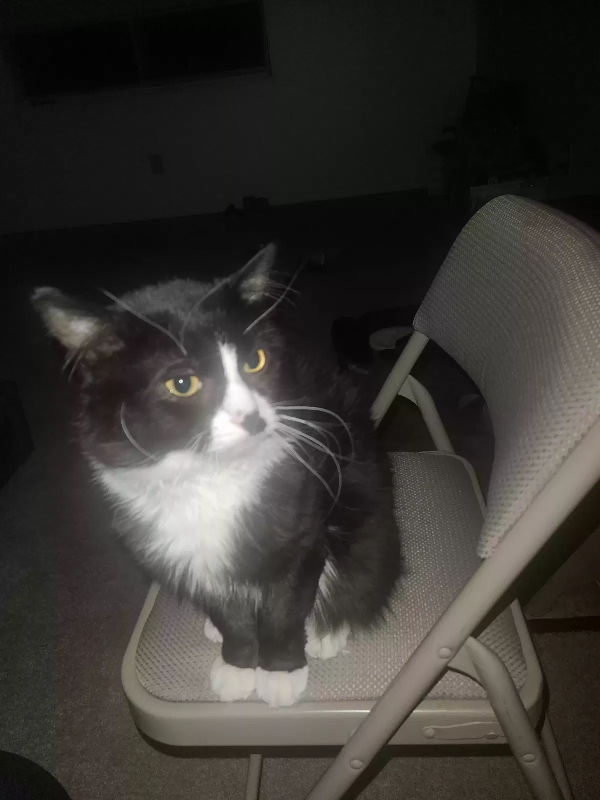 Lost cat in Morgantown, WV, 26505