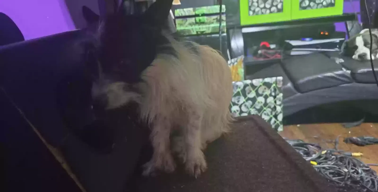 Lost dog in Excelsior Springs, MO, 64024