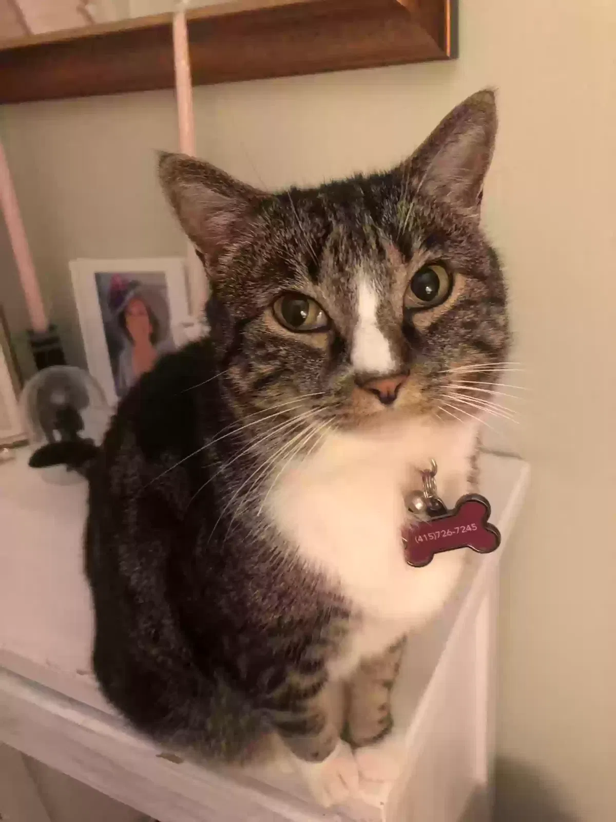 Lost cat in Rohnert Park, CA, 94928