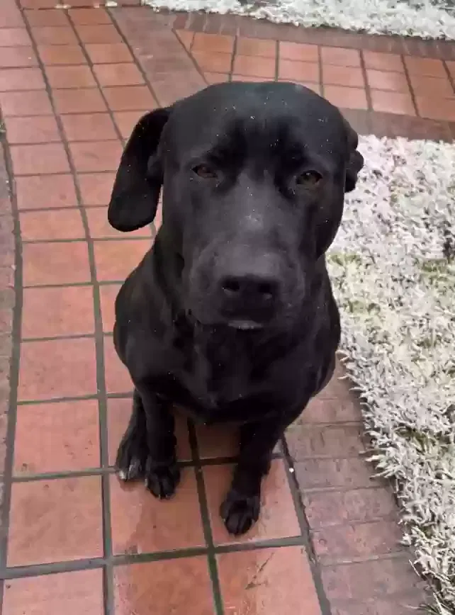 Lost dog in Dallas, TX, 75218