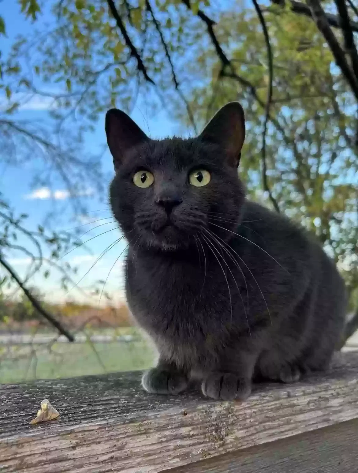 Lost cat in Plano, TX, 75094