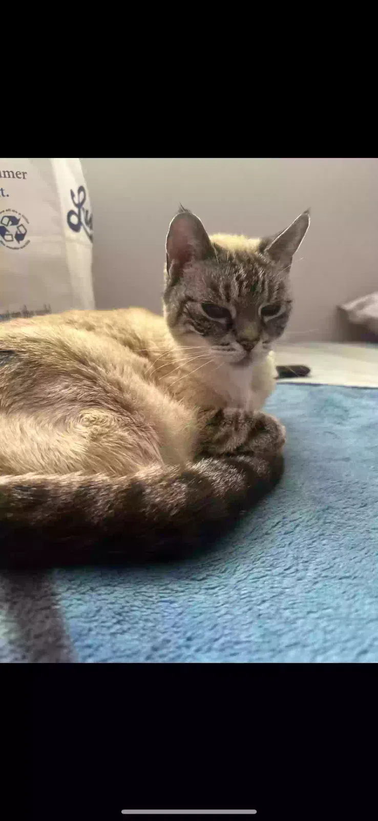 Lost cat in Fremont, CA, 94538