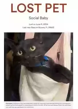 Lost cat in New Port Richey, FL, 34652