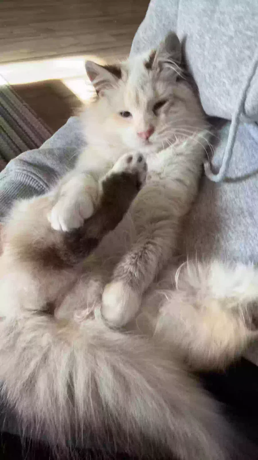 Lost cat in Boaz, AL, 35957