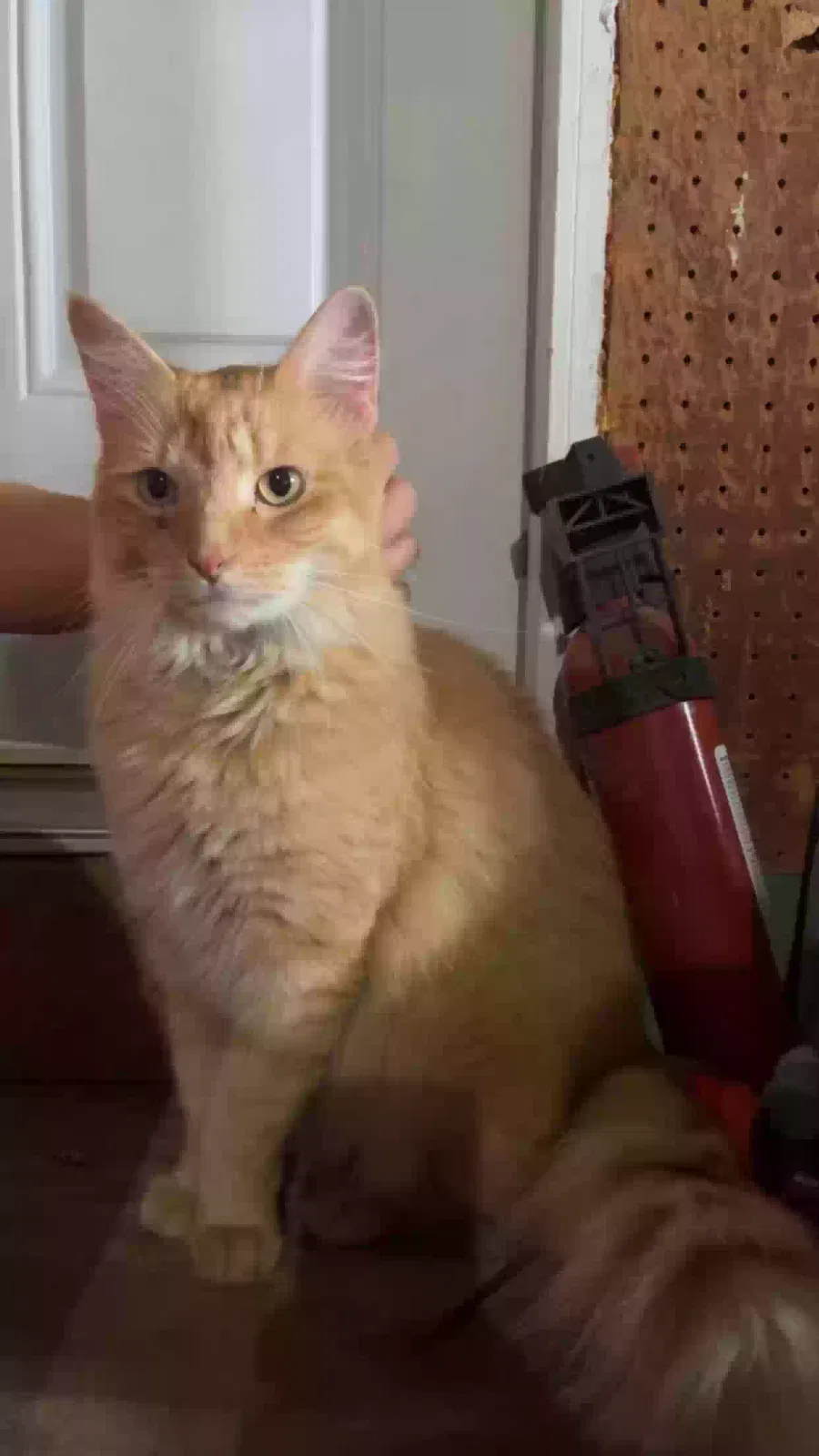 Lost cat in Brownsburg, IN, 46112