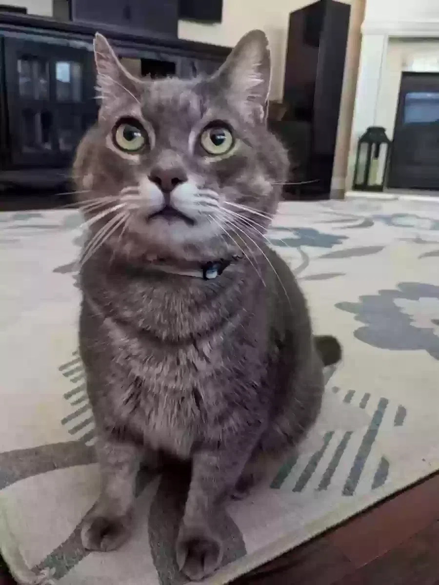 Lost cat in Oldsmar, FL, 34677