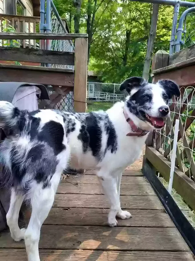 Lost dog in Flushing, MI, 48433