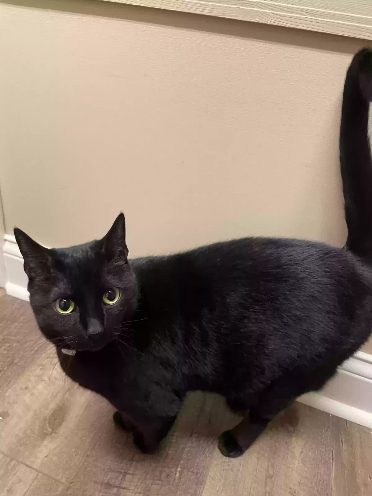 Lost cat in Edgewood, NM, 87015