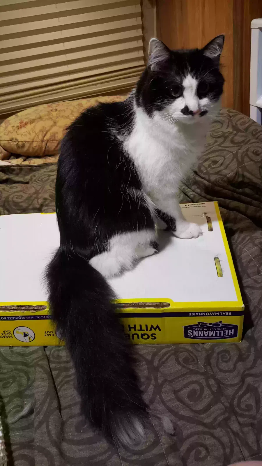 Lost cat in Malad City, ID, 83252