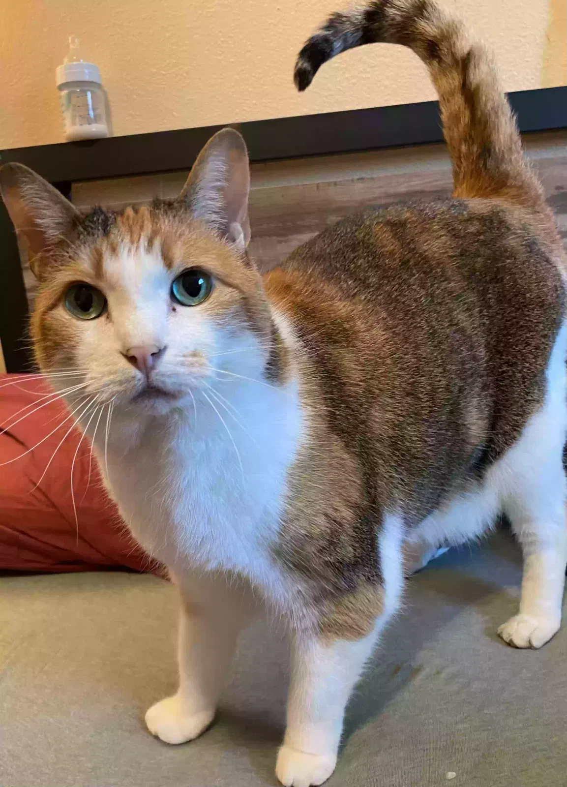 Lost cat in Los Angeles, CA, 90063