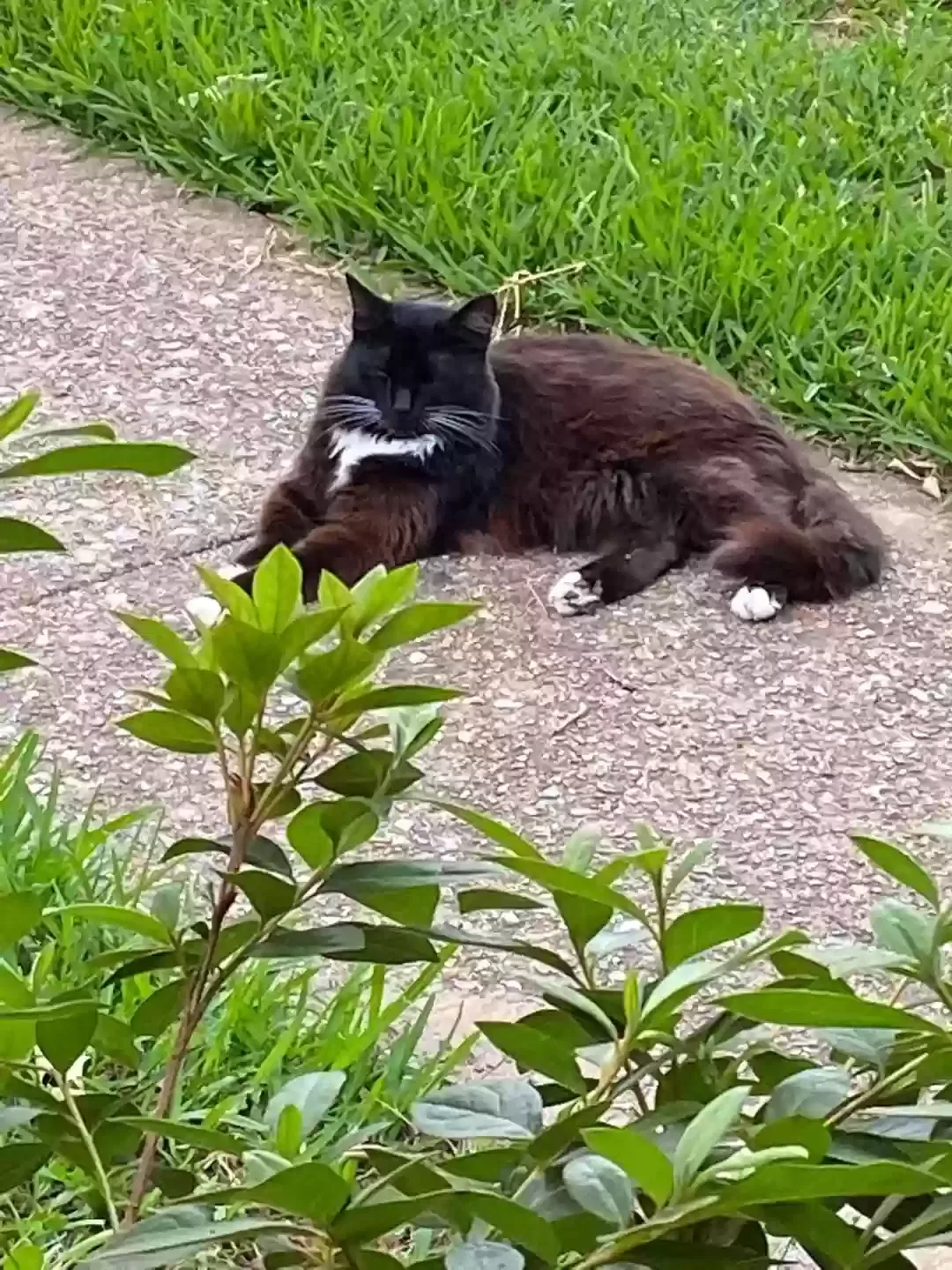 Lost cat in Longview, TX, 75604
