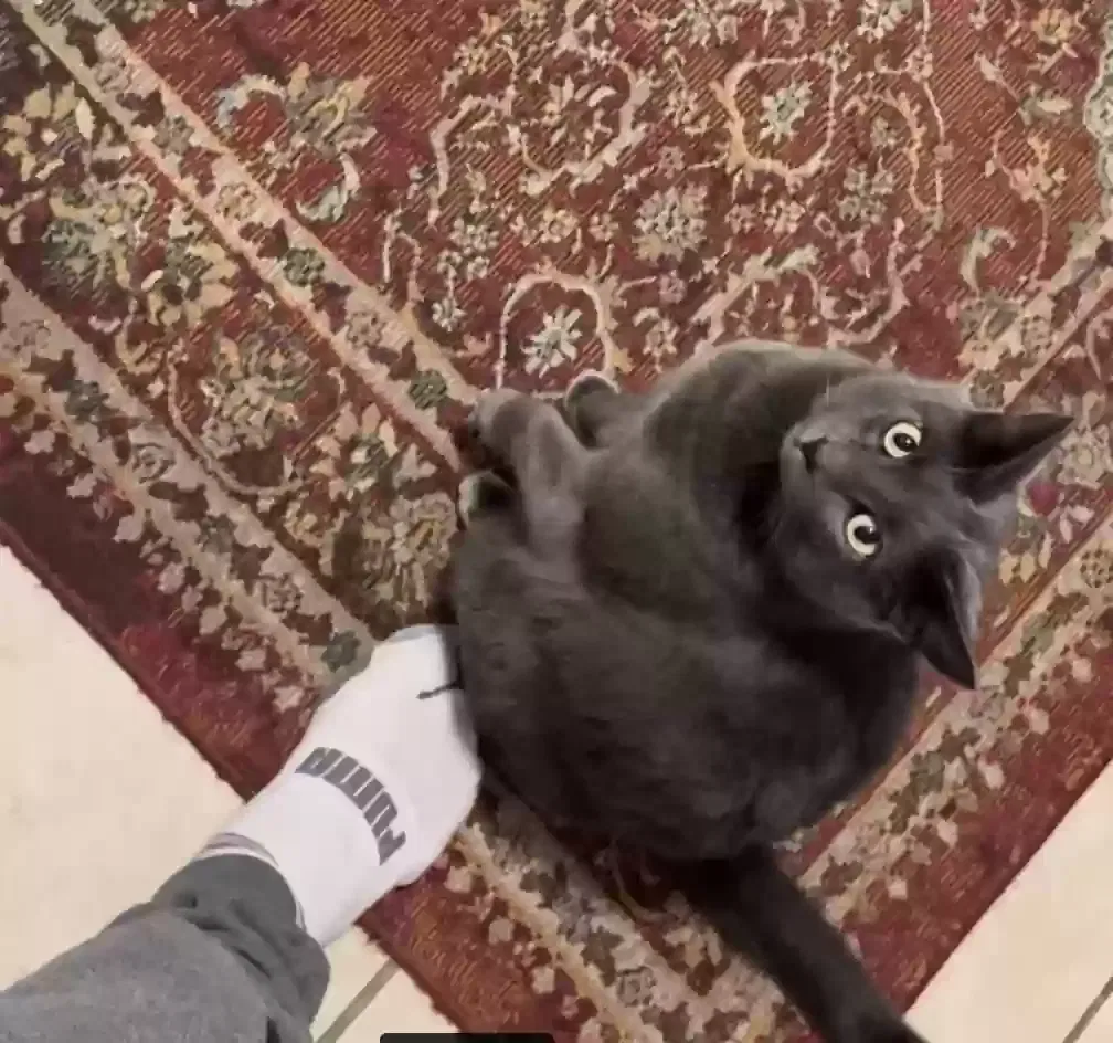 Lost cat in Spokane, WA, 99206