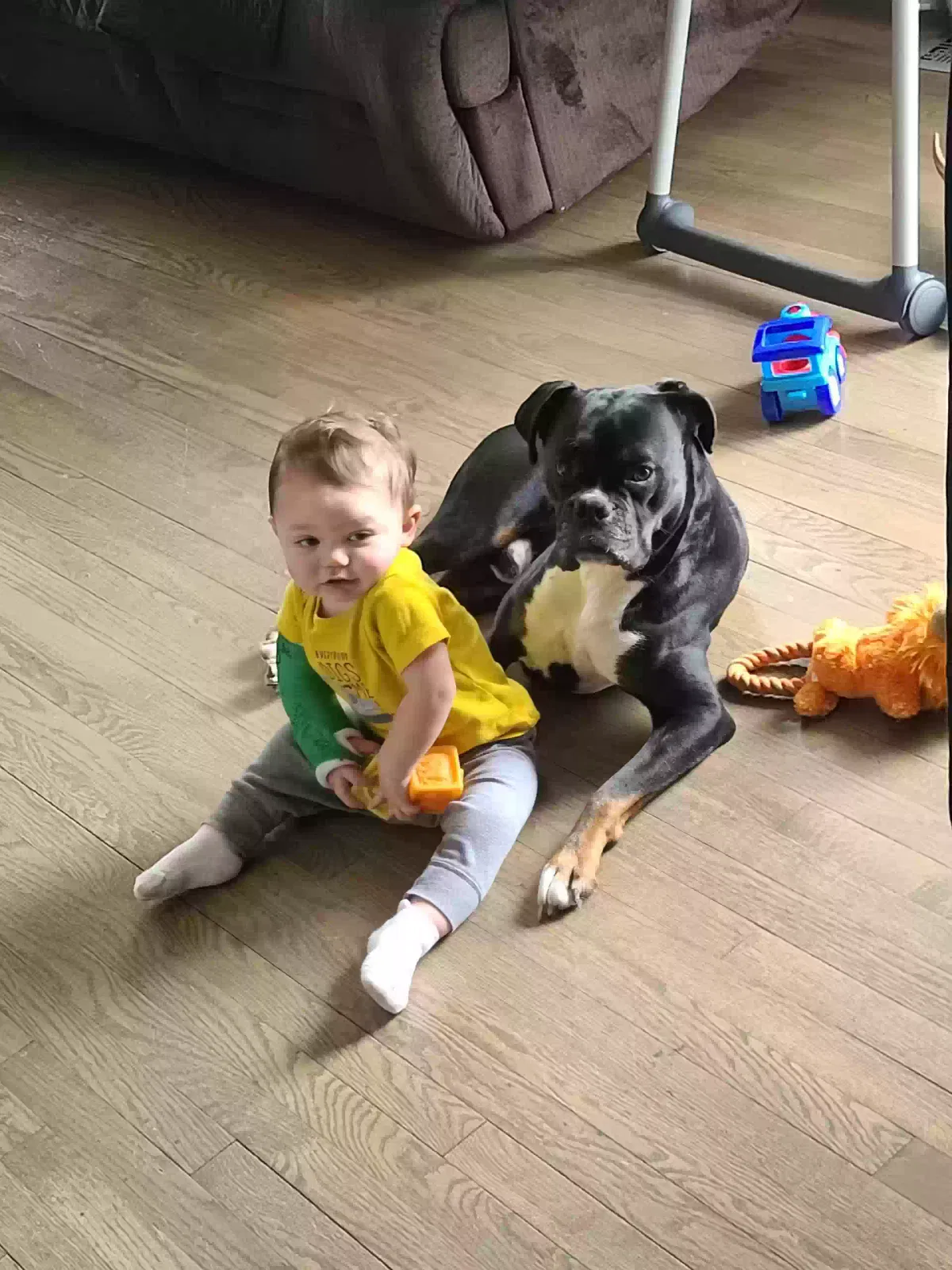 Lost dog in Martinsburg, WV, 25404