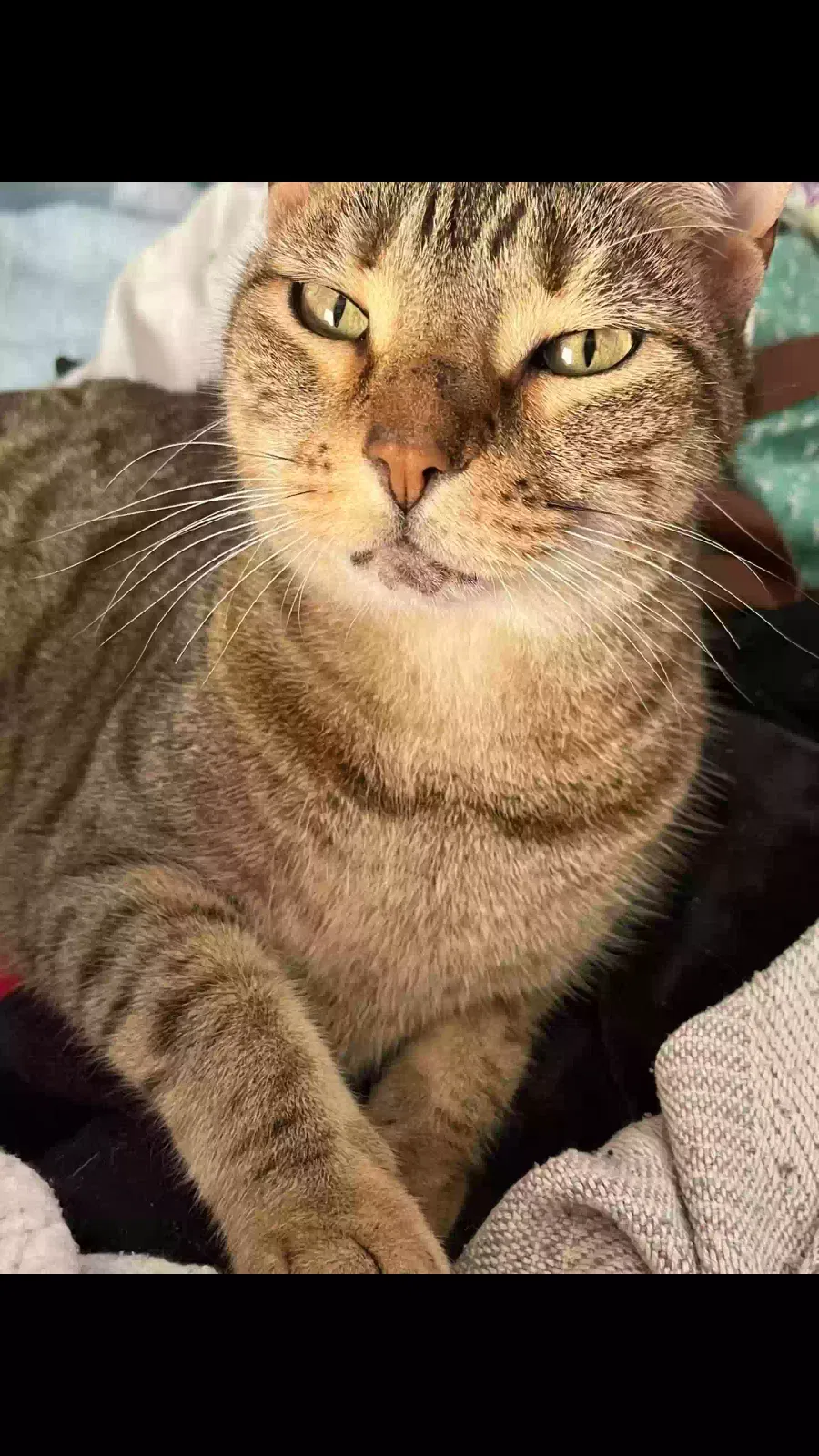 Lost cat in Ocoee, FL, 34761