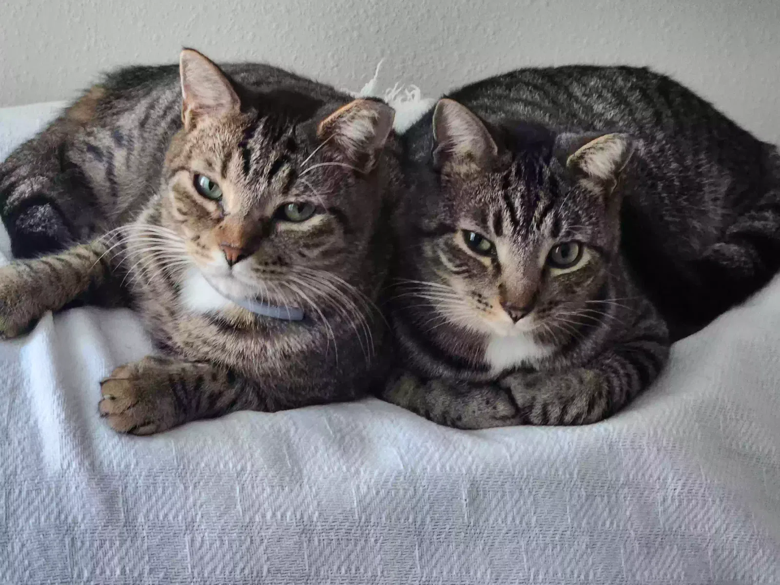 Lost cat in Jacksonville Beach, FL, 32250