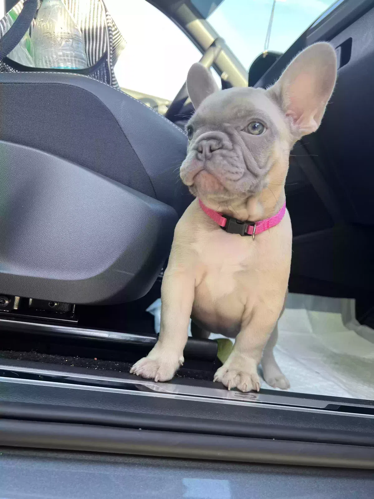 Lost dog in Greensboro, NC, 27406