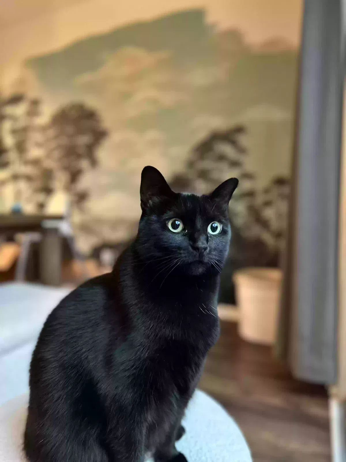 Lost cat in Indianapolis, IN, 46256