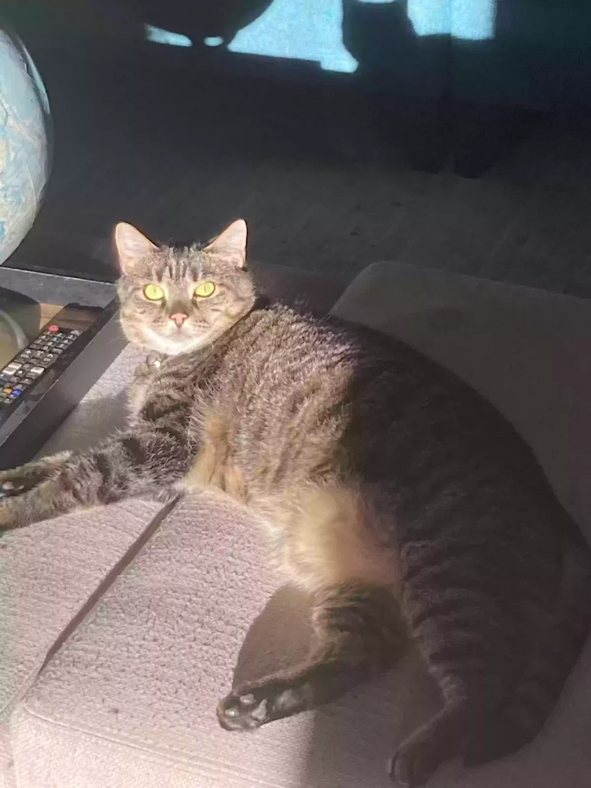 Lost cat in Boise, ID, 83712