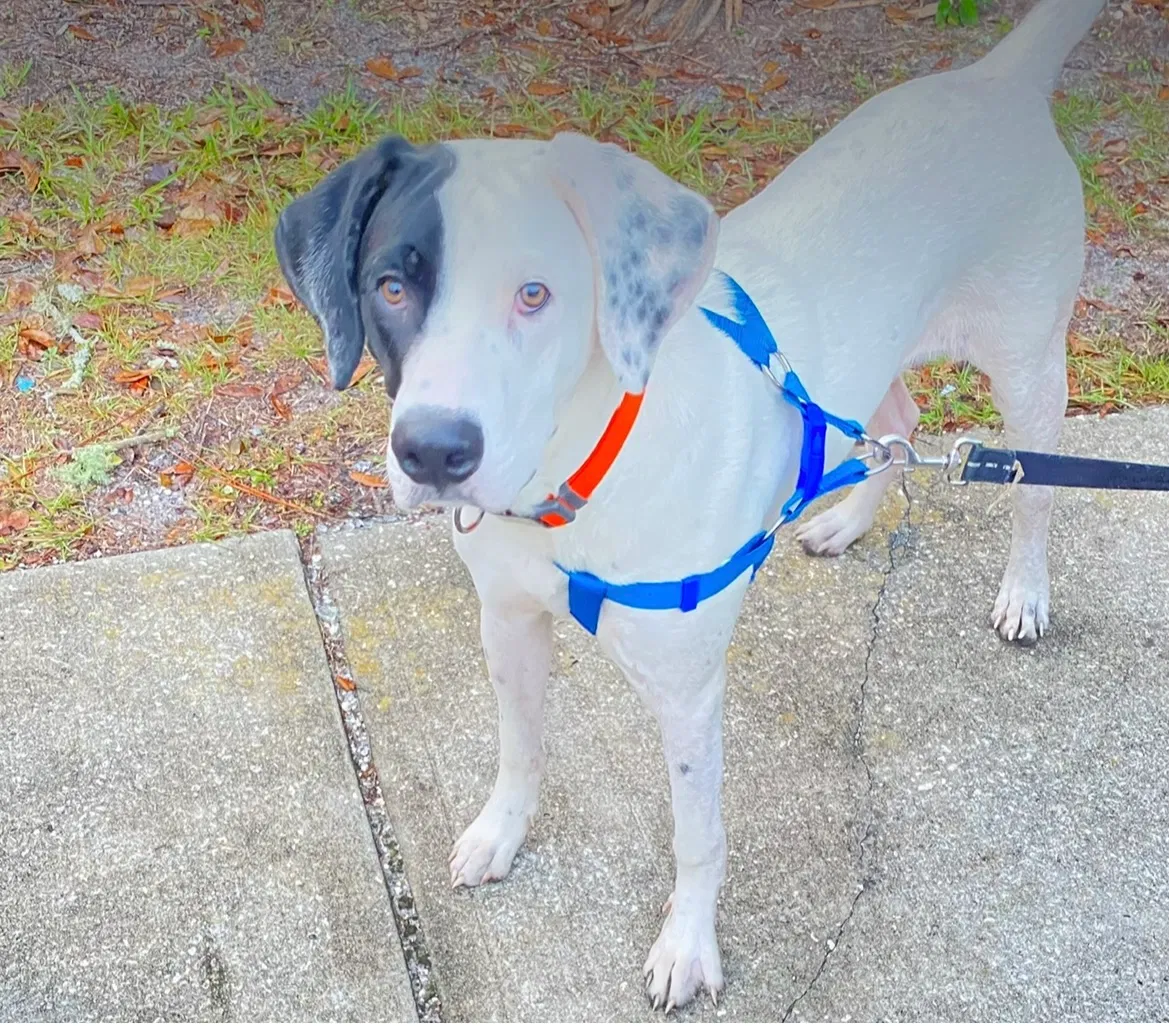 Lost dog in Springfield, OH, 45505