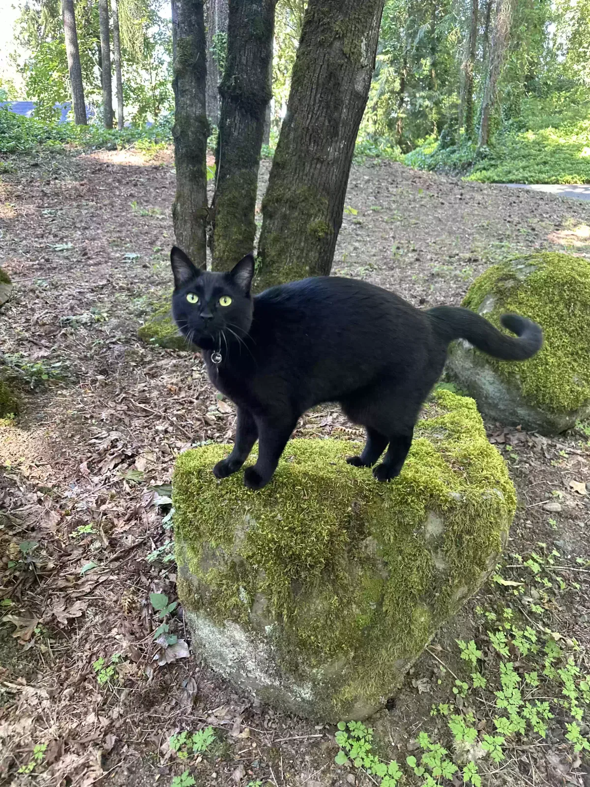 Lost cat in Rainier, OR, 97048