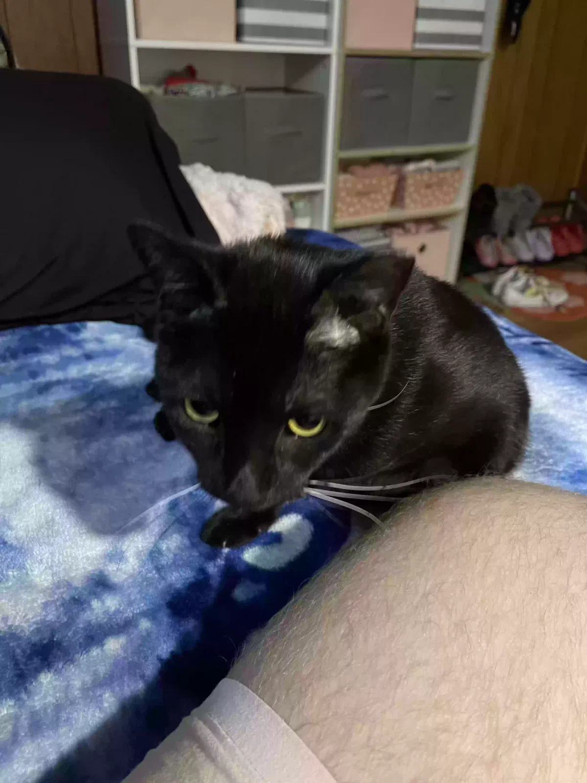 Lost cat in Silver Spring, MD, 20903