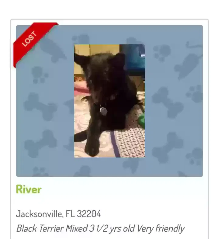 Lost dog in Jacksonville, FL, 32204