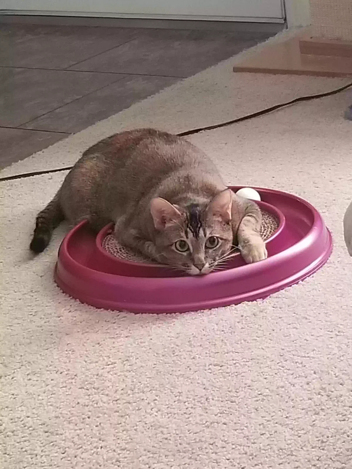 Lost cat in Shreveport, LA, 71106