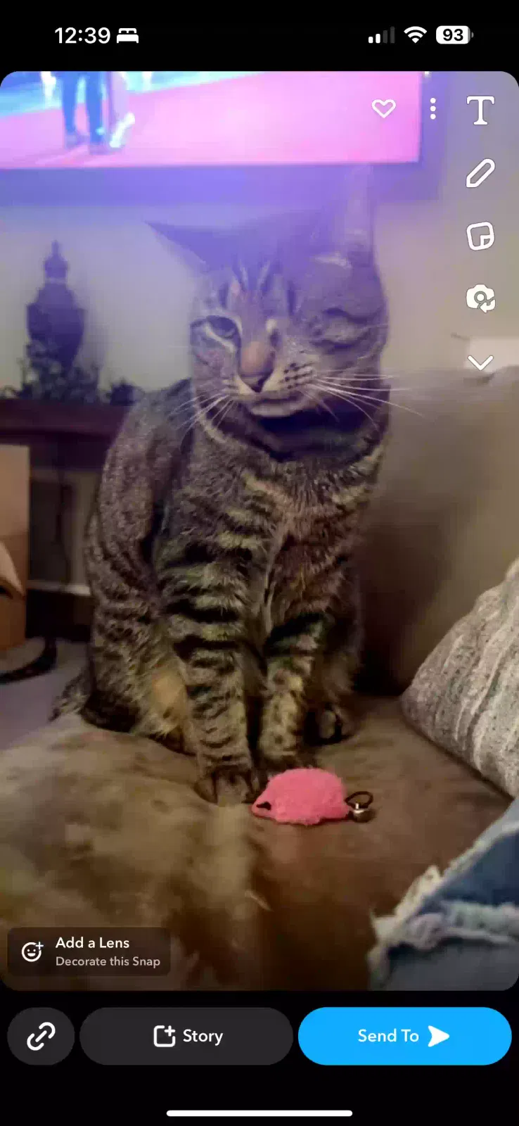 Lost cat in Brandon, FL, 33510