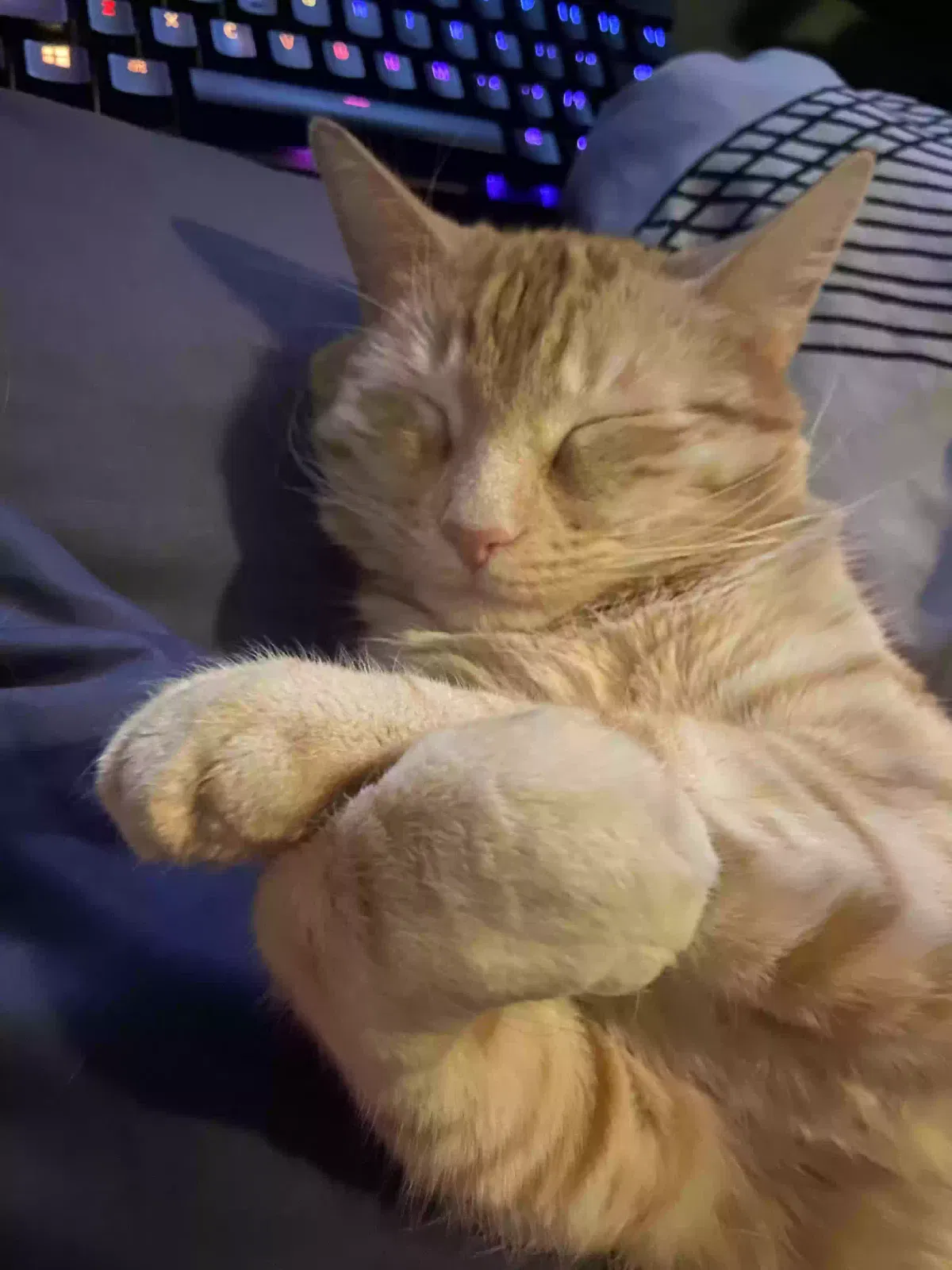 Lost cat in Reno, NV, 89521