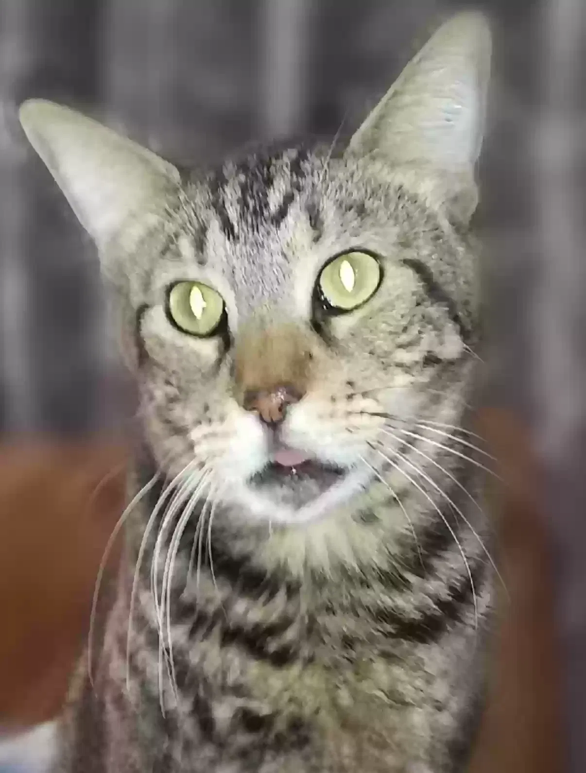 Lost cat in Phoenix, AZ, 85051