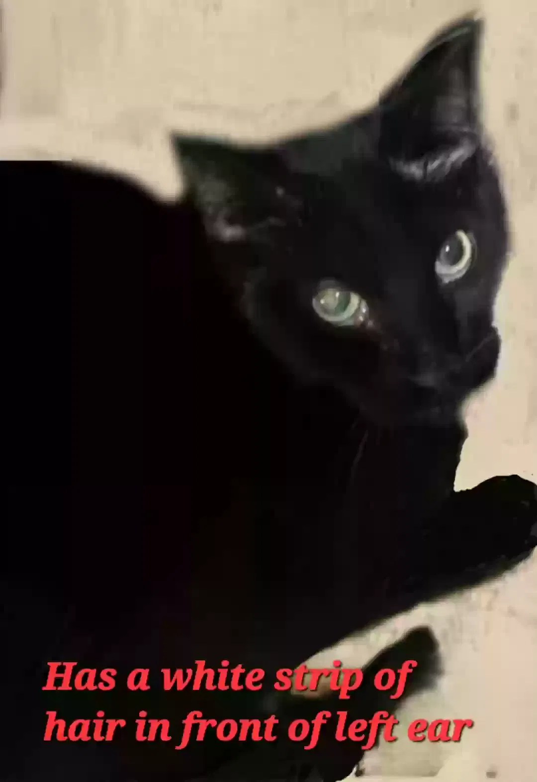 Lost cat in Phoenix, AZ, 85051