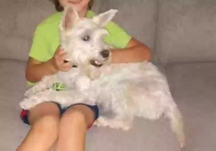 Lost dog in Sacramento, CA, 95842