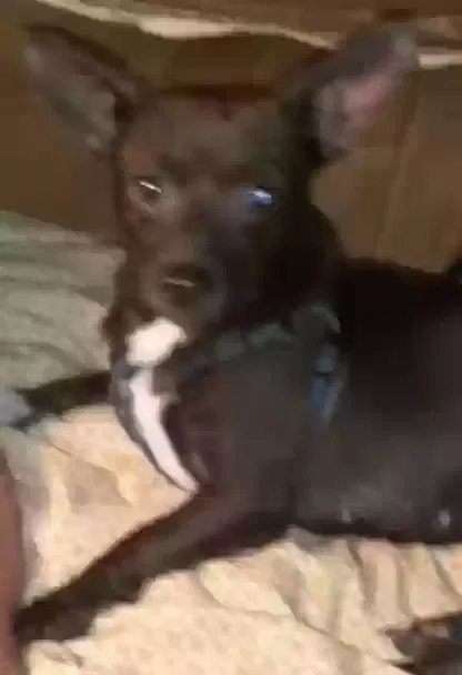 Lost dog in Hutchins, TX, 75141