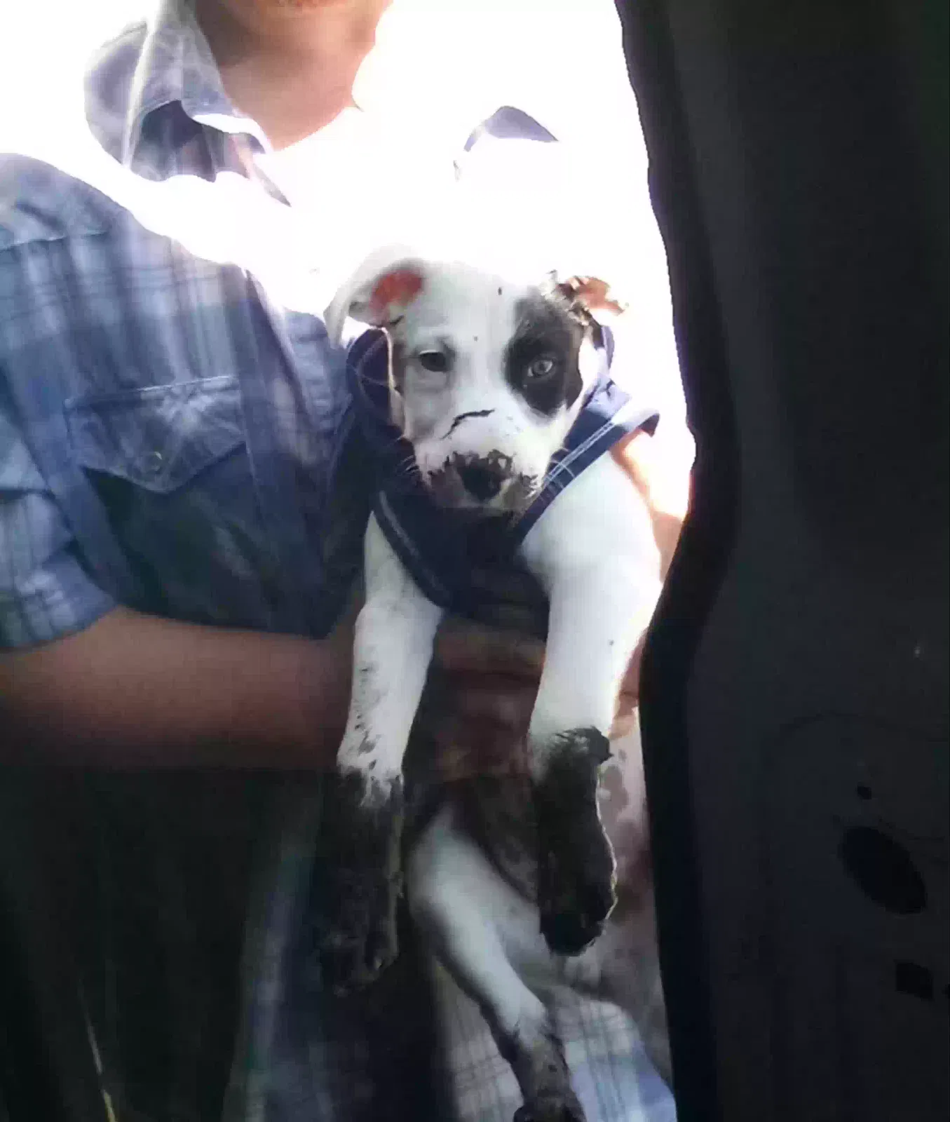 Lost dog in Kent, WA, 98032