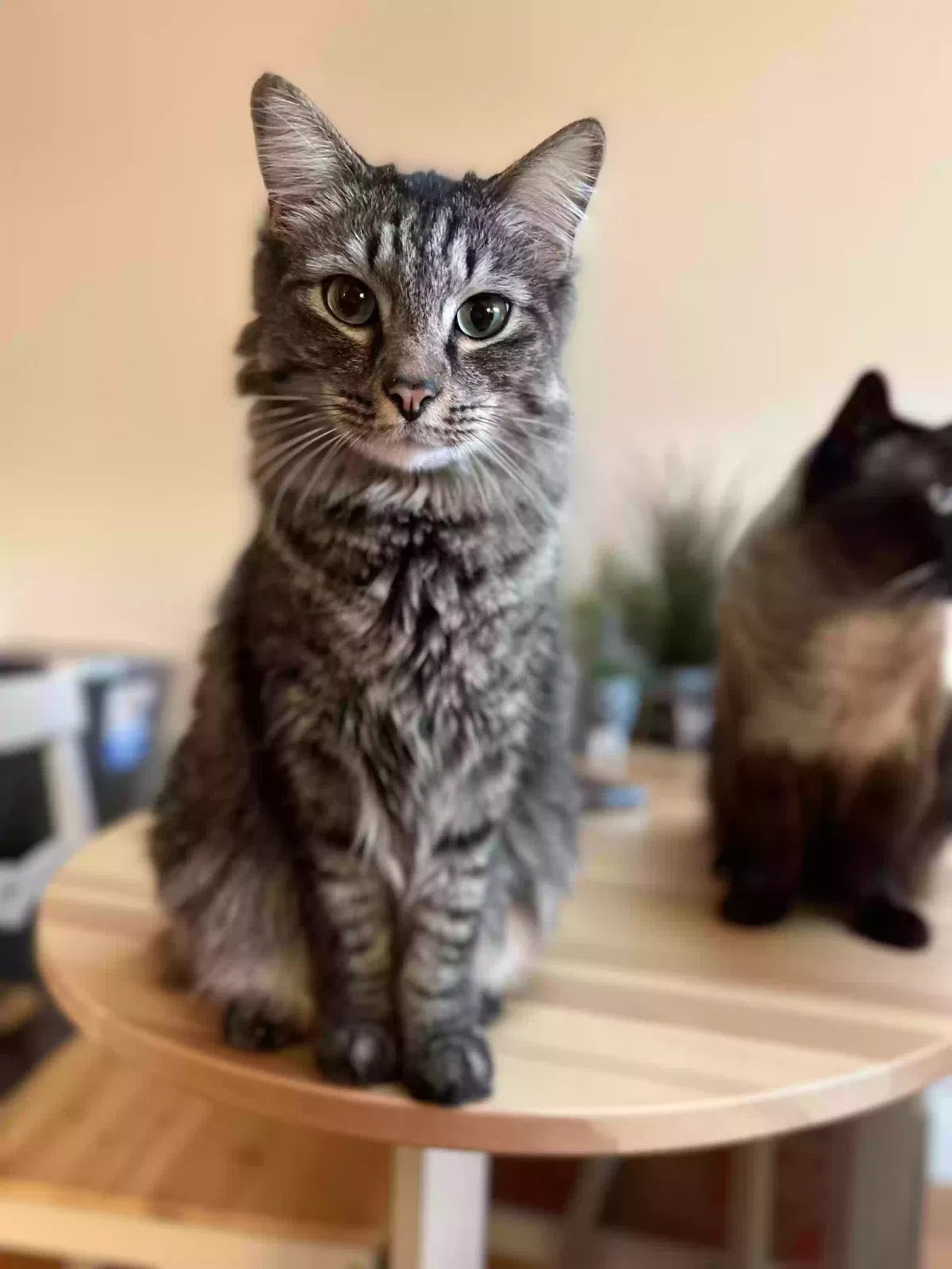 Lost cat in San Francisco, CA, 94118