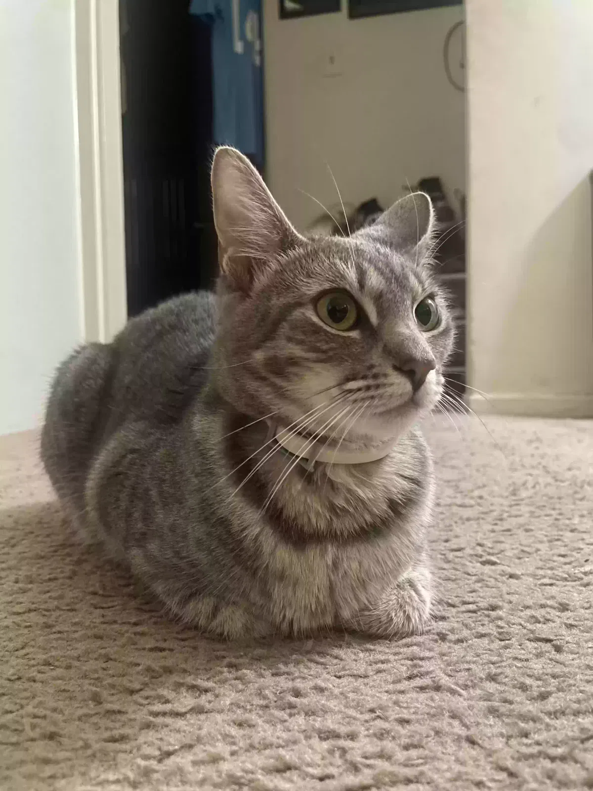 Lost cat in Fullerton, CA, 92832