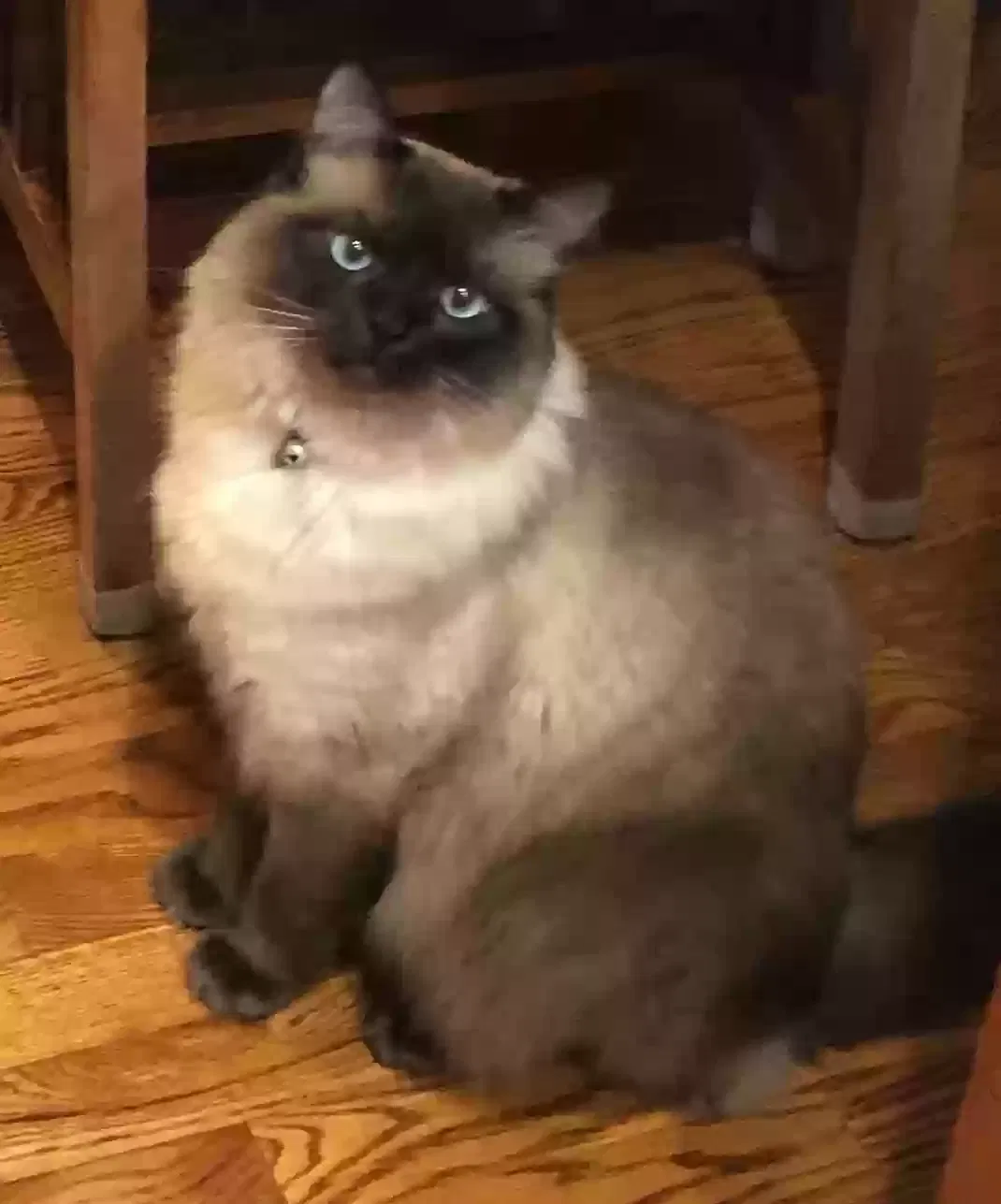 Lost cat in Tacoma, WA, 98466