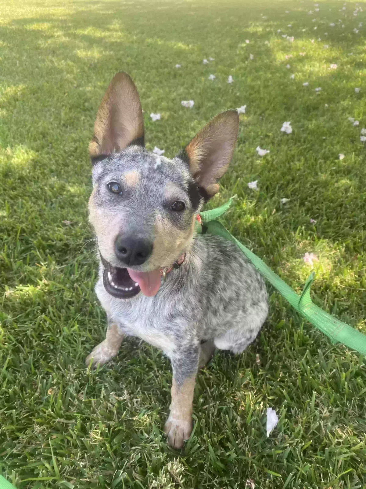 Found dog in Riverside, CA, 92508