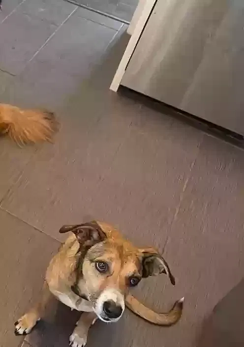 Lost dog in Drexel, MO, 64742