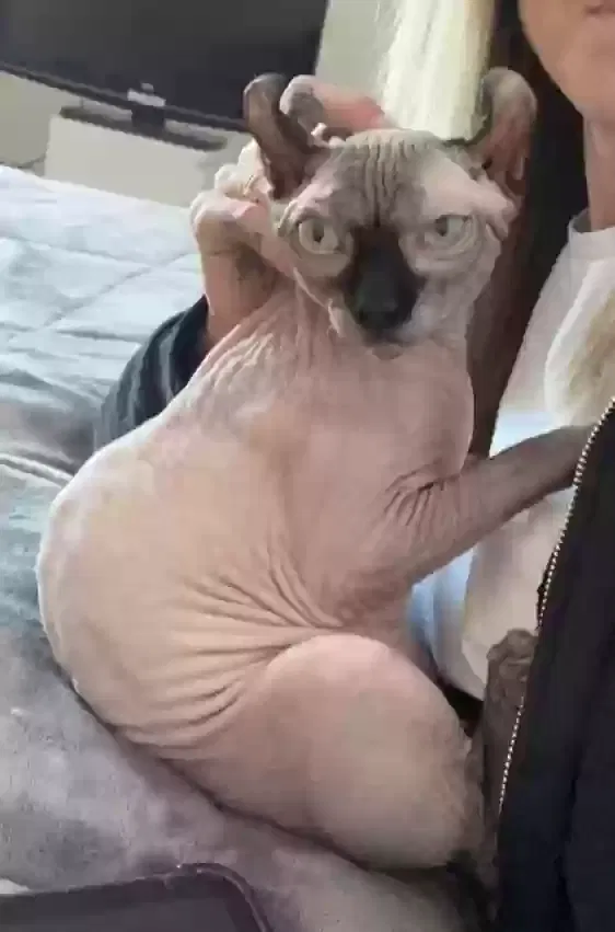 Lost cat in Denver, CO, 80209