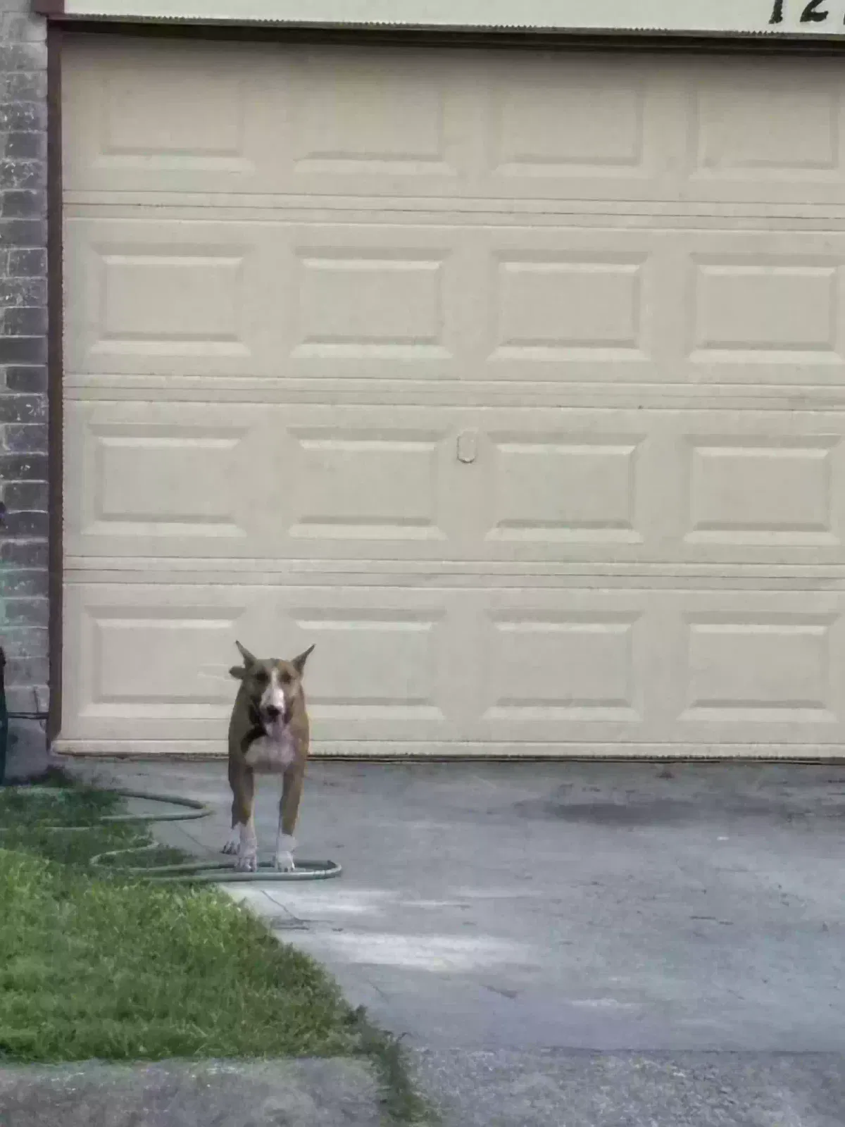 Found dog in Houston, TX, 77082