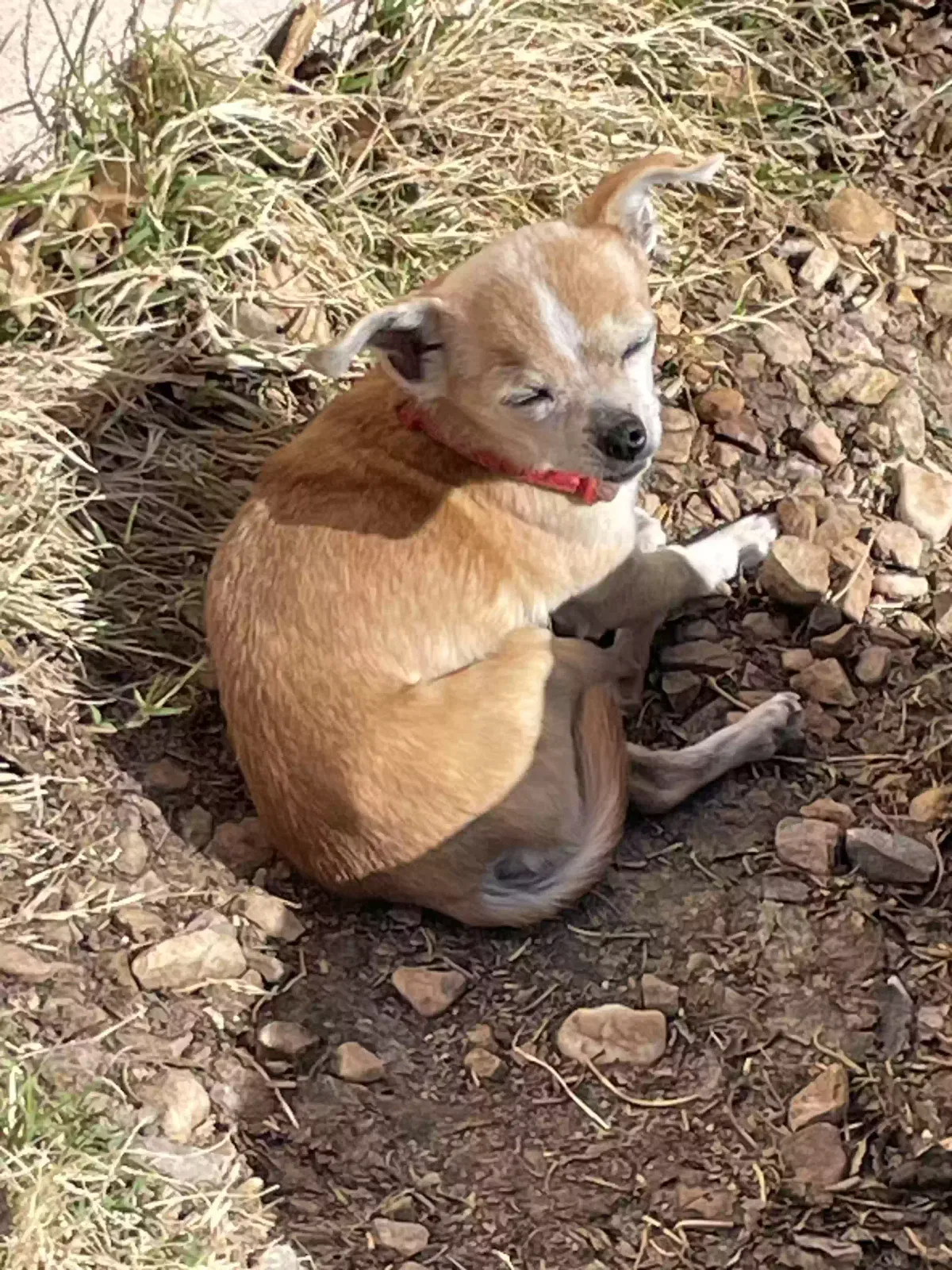 Lost dog in Albuquerque, NM, 87112