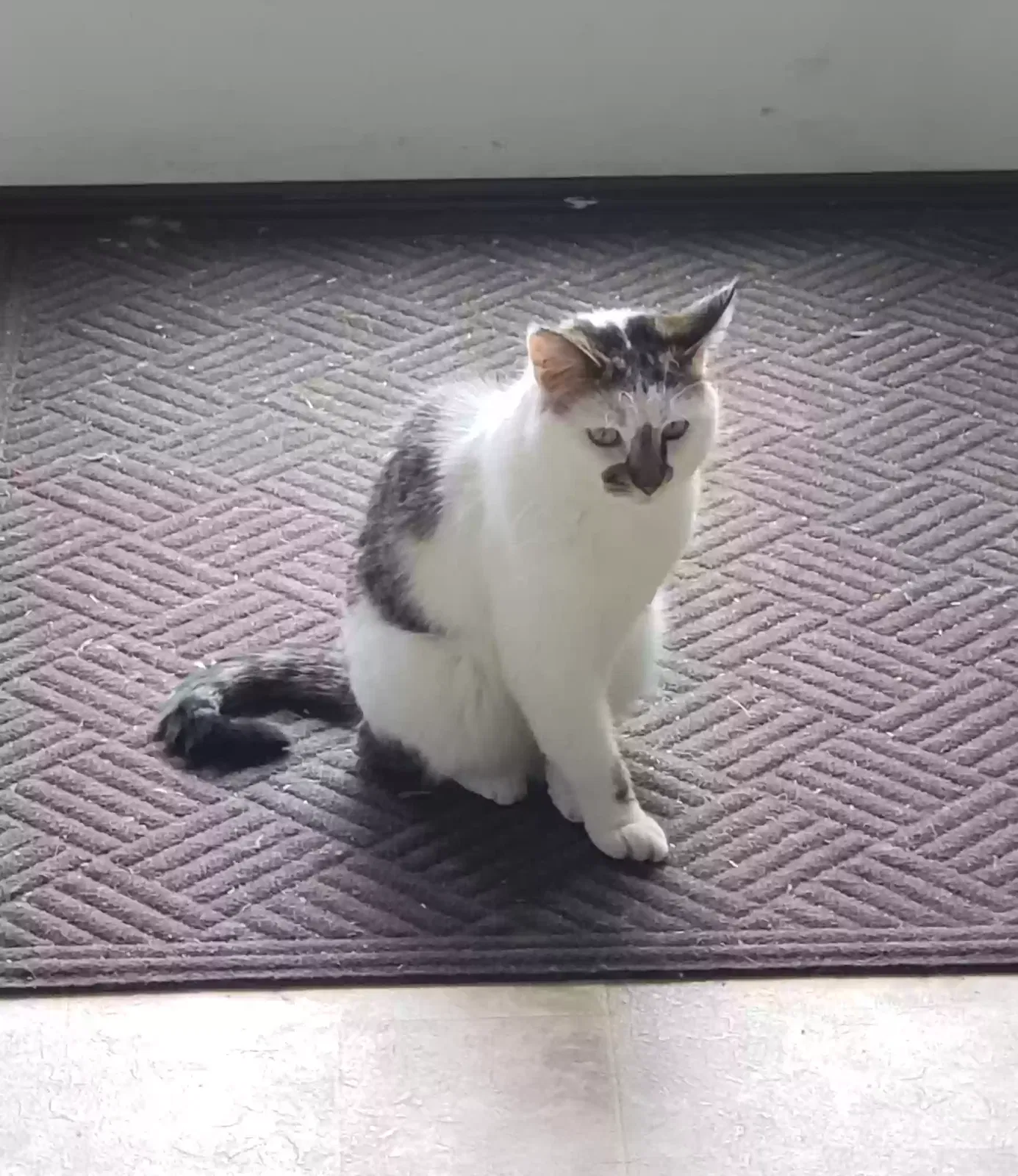 Lost cat in Hudson, WI, 54016