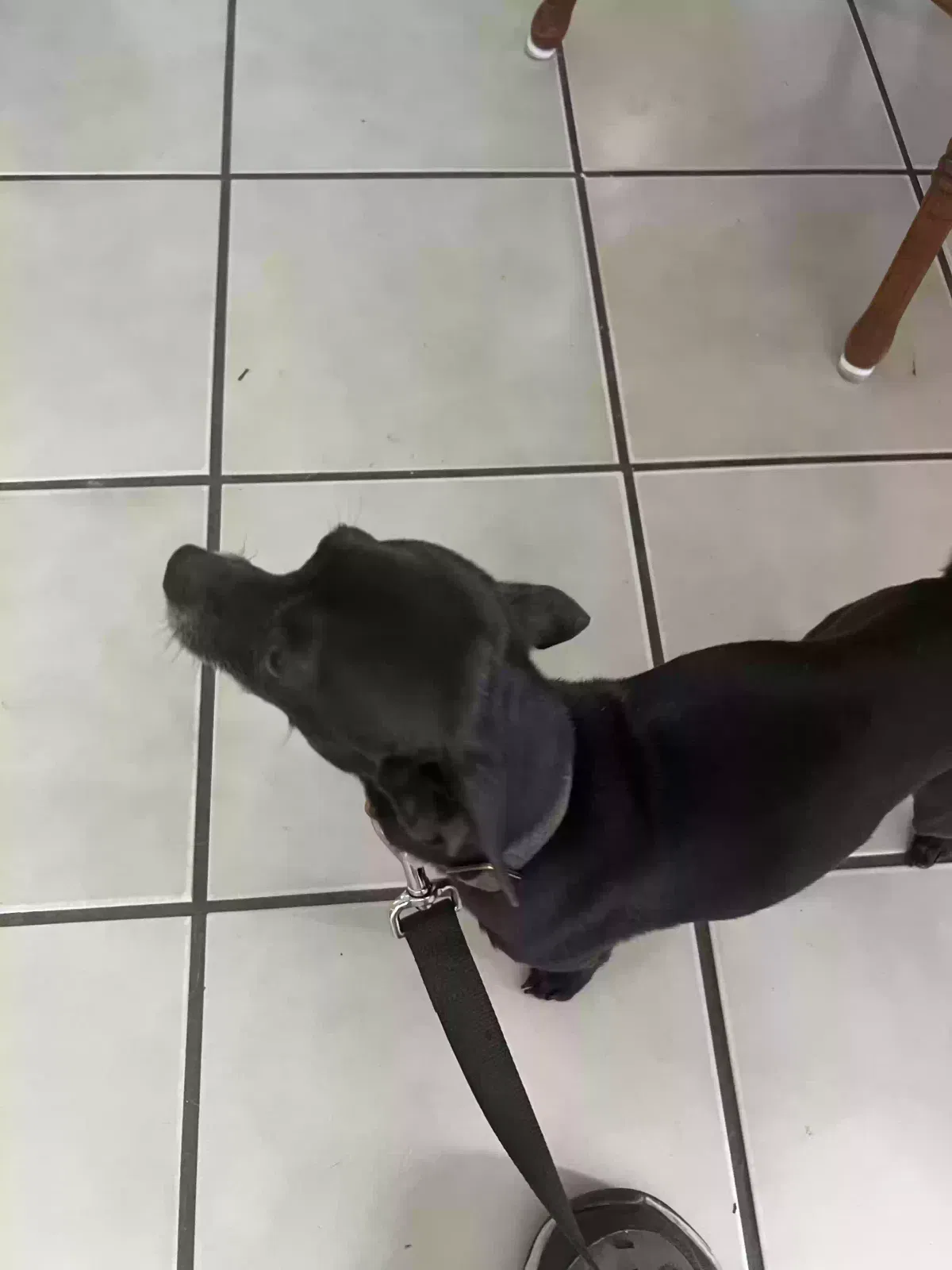 Found dog in Greenville, NC, 27858