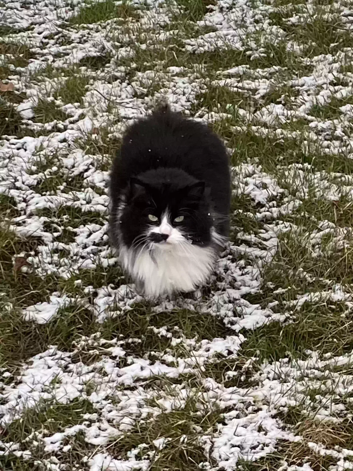 Found cat in Armada, MI, 48005