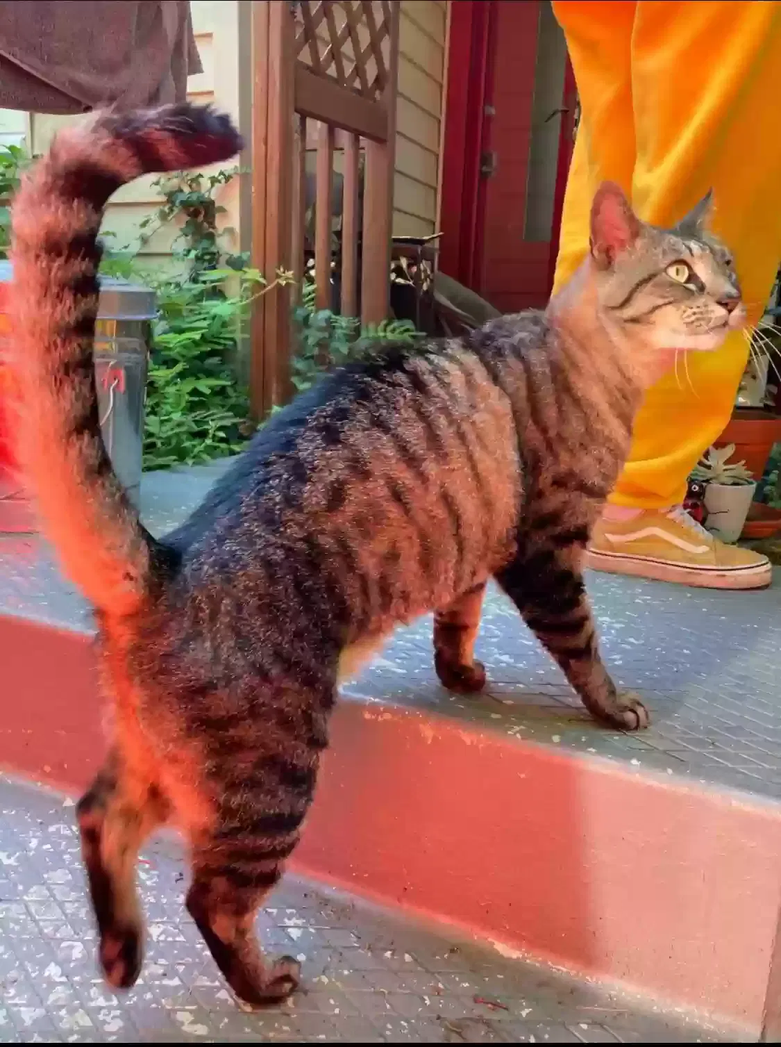 Lost cat in Bethlehem, PA, 18015