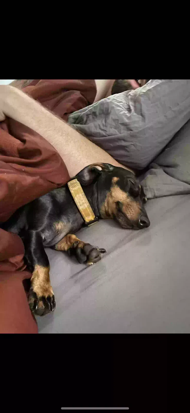 Lost dog in Vancouver, WA, 98682