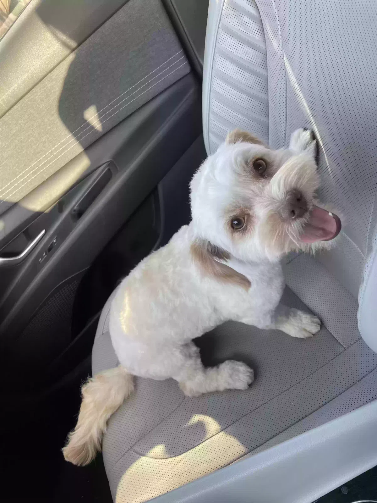 Lost dog in Las Vegas, NV, 89156