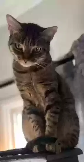 Lost cat in Sylmar, CA, 91342